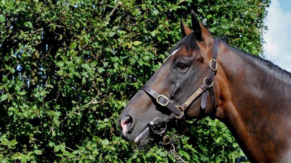 Milan: champion National Hunt sire has died aged 24