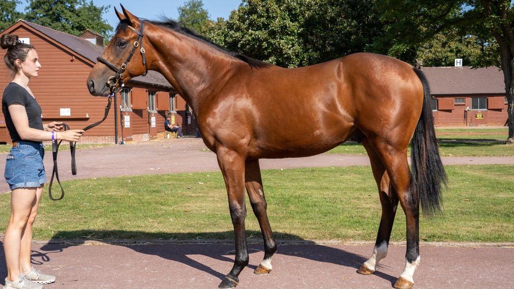 The half-brother to Champers Elysees, offered at next week's Tattersalls Ireland September Yearling Sale