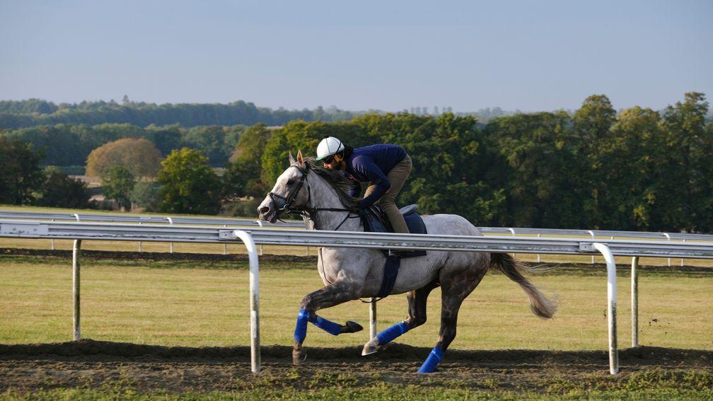 Logician: strides out on the Warren Hill gallops