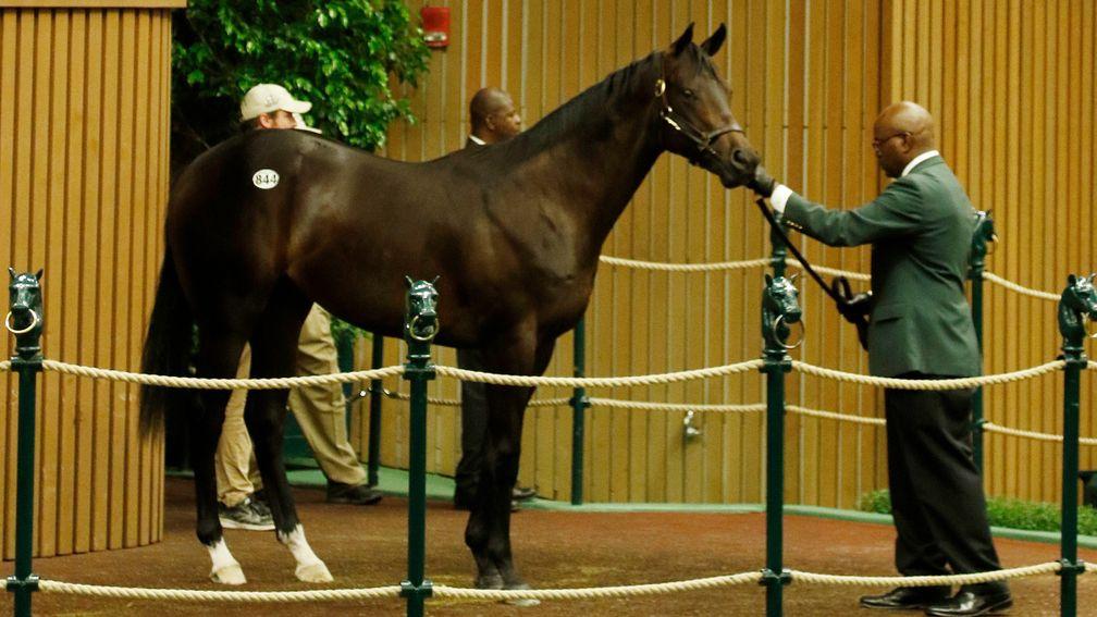 This $1 million Orb colt, acquired in partnership, is the latest seven-figure acquisition by Kerri Radcliffe