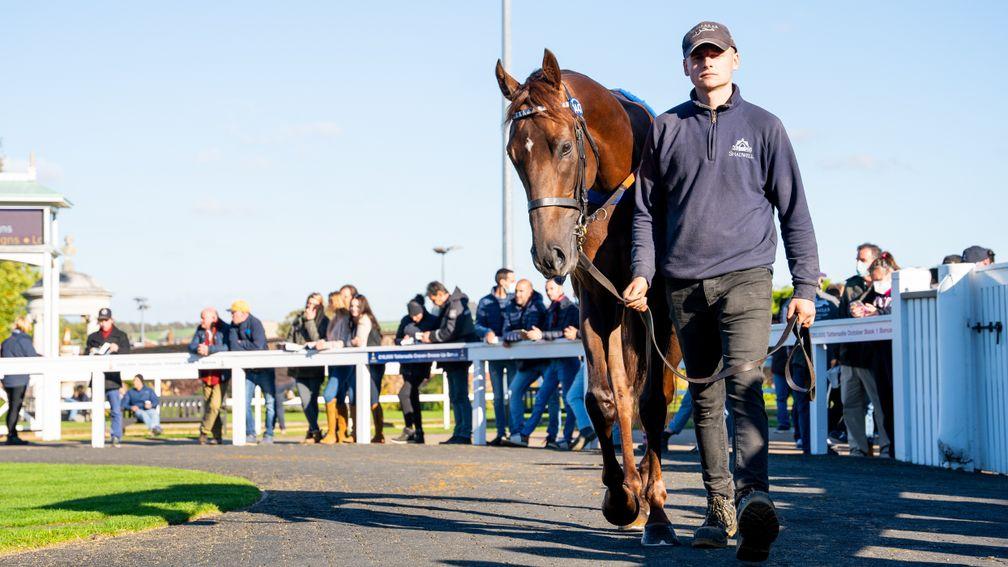 Laatansa: the 250,000gns session-topper on parade at Tattersalls