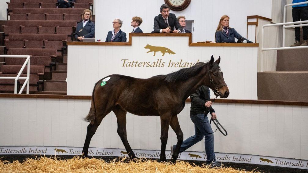 The Walk In The Park foal out of Posh Trish who made €85,000