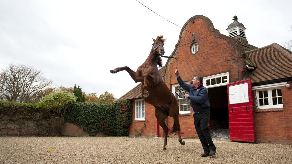 Pivotal puts on a show at Cheveley Park Stud