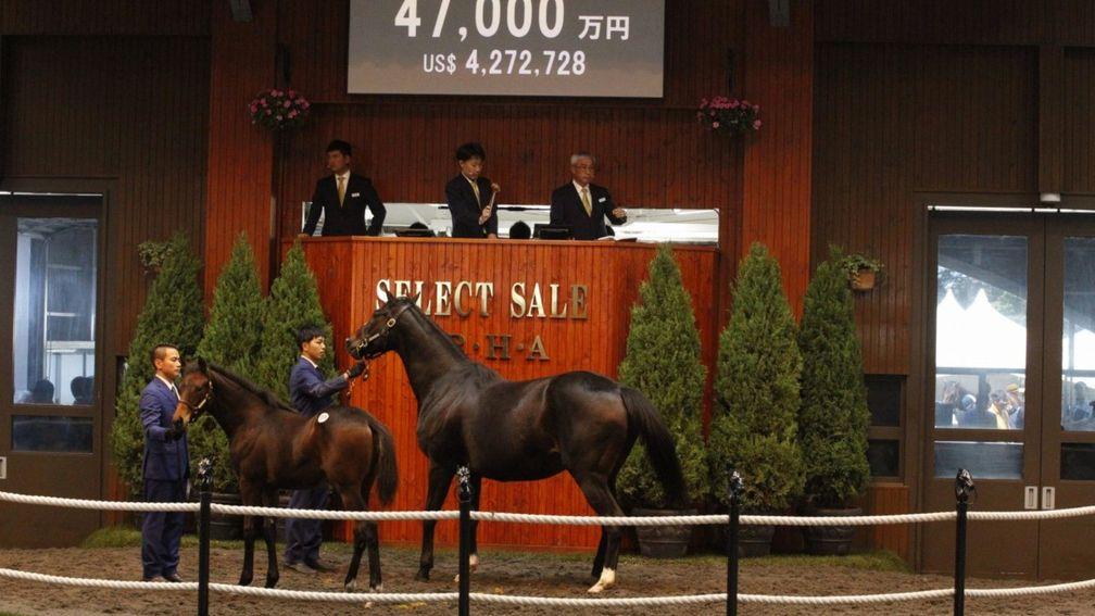 The Deep Impact foal from broodmare Titan Queen made a big impact at the JRHA Select Sale