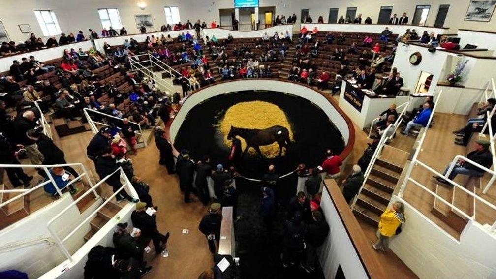 A total of 466 lots are catalogued for this year's Tattersalls Ireland Derby Sale