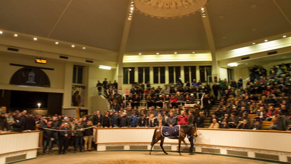 Tiggy Wiggy in the Tattersalls ring before being sold to MV Magnier for 2,100,000gns