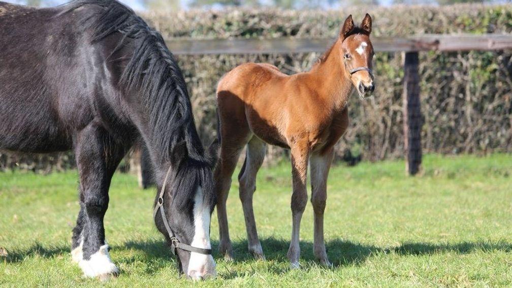 Juddmonte's Kingman colt out of Kind and his foster mare, Cheryl