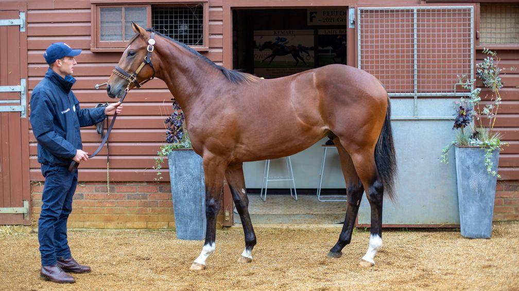 Lot 101: the Galileo colt out of Koora strikes a pose at Park Paddocks