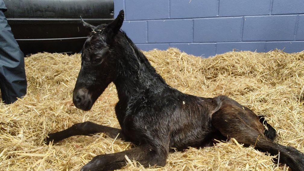 Park Wood Stud's Frontiersman filly out of Miss Minuty