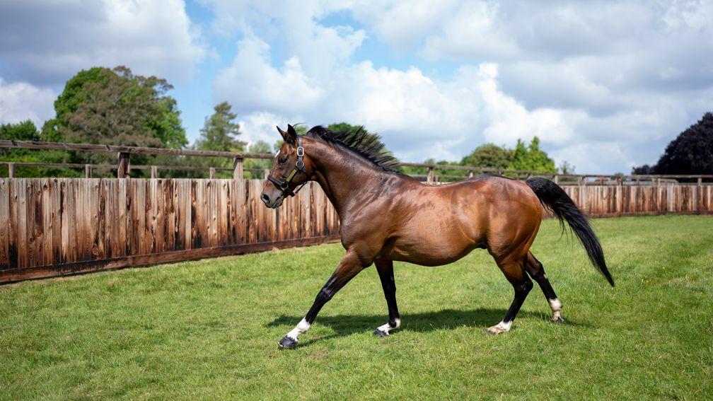 Champion sire Frankel is proving a sensation for Banstead Manor Stud