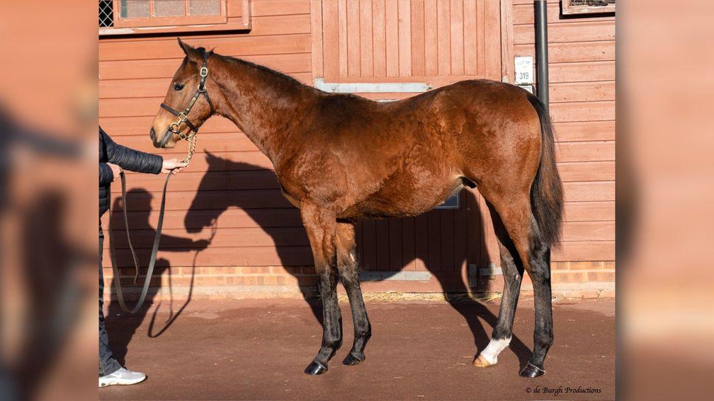 Lot 943: the Dubawi half-brother to Tropbeau consigned by Norris Bloodstock