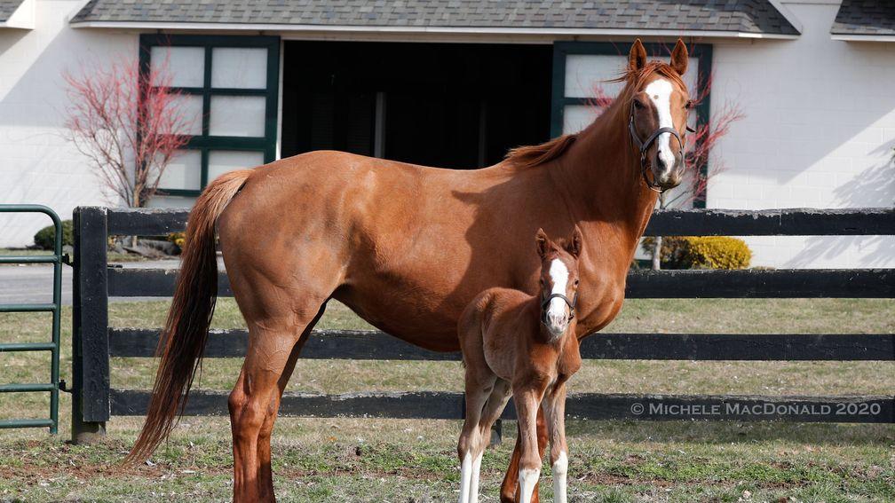 Secret Sigh with her newborn Frankel filly foal