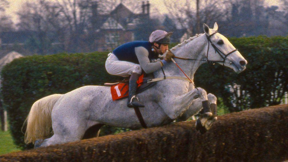On his home patch: Desert Orchid in full flight, winning the 1988 Tingle Creek at Sandown Park