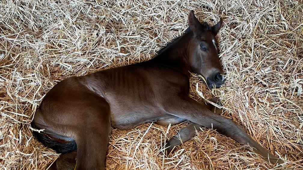 Cheveley Park Stud's Kingman colt out of multiple stakes-placed Pivotal mare Red Starlight