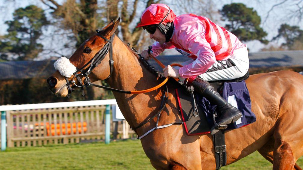 Brewin'upastorm: will bid for back-to-back wins in the National Spirit Hurdle