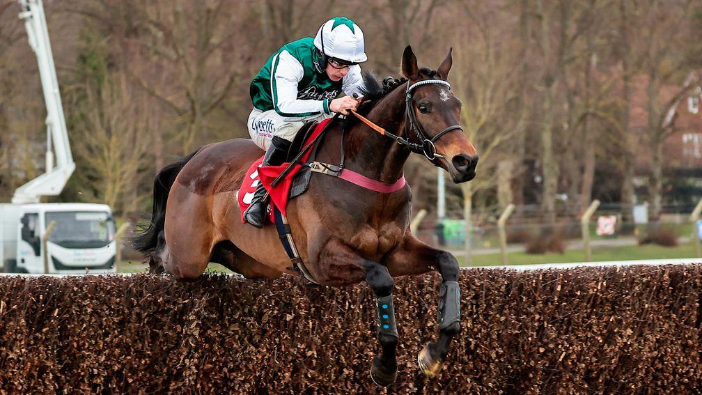 L'Homme Presse: a leading contender for both the Brown Advisory and Turners Novices' Chases