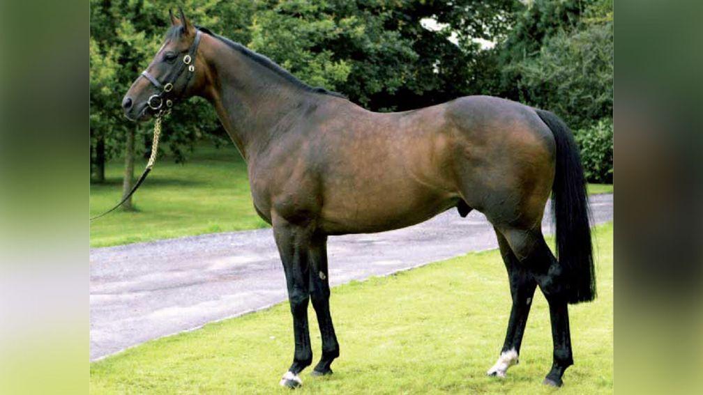 Kodiac: supersire is continuing Rafha's remarkable legacy