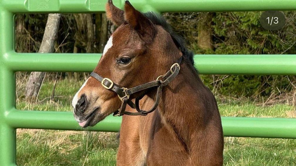 Stoneyhill Stud's Sergei Prokofiev filly out of Oasis Dream mare Dream A Little