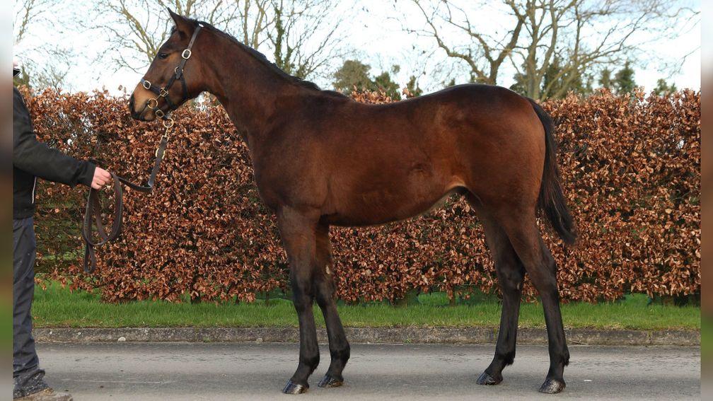 The Sea The Stars colt hammered down to Avaz Ismoilov for €100,000