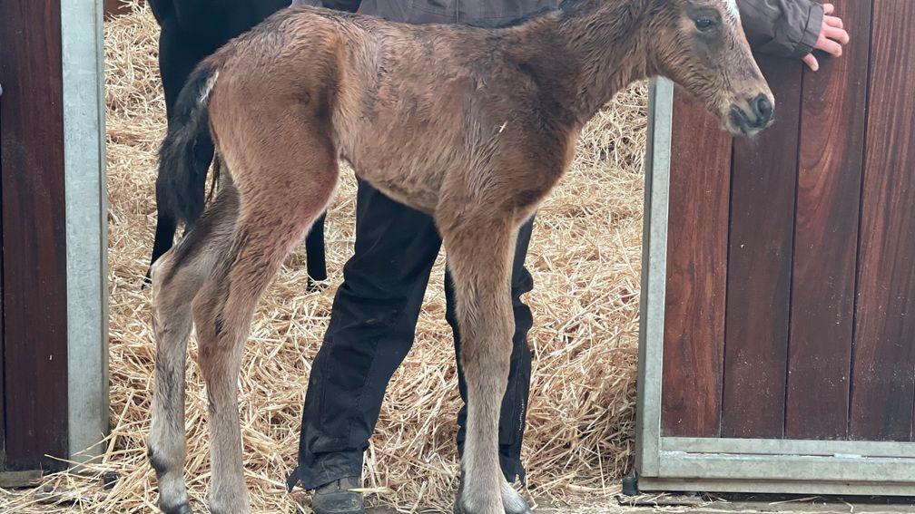 Tweenhills' Frankel filly out of Con Te Partiro