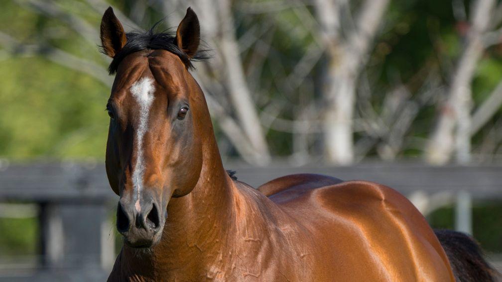 Snitzel: finished in the top ten of the Australian sires' list in every season since 2011/12