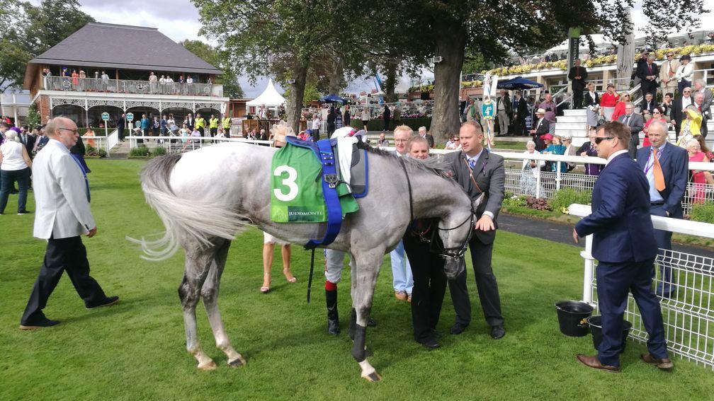 David Menuisier tends to his stable star after the grey's fine third
