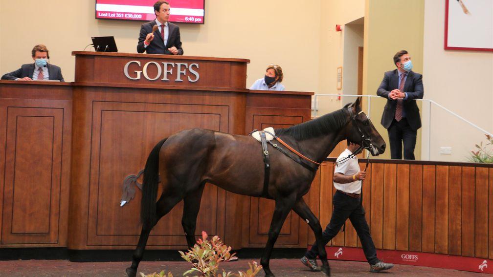 The £620,000 Street Boss colt in the Goffs UK sales ring