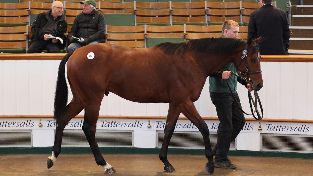 Lot 89: The sale-topping Oasis Dream colt bought by Stroud Coleman Bloodstock for 260,000gns