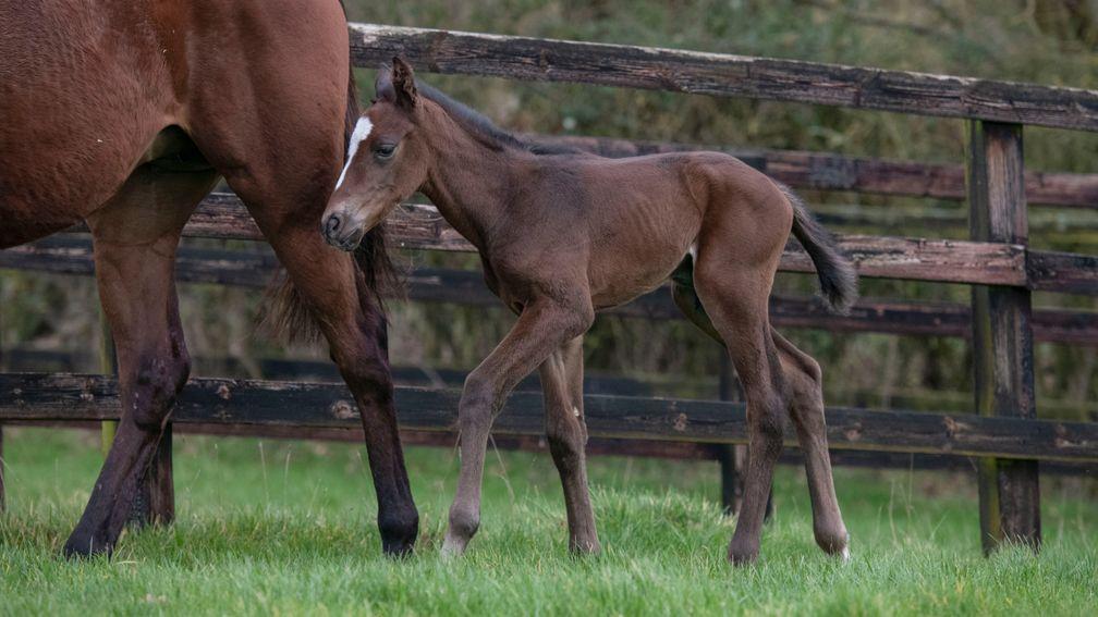 Advertise's first foal, a colt out of the Galileo mare Volcanique, was born at Fittocks Stud on Tuesday