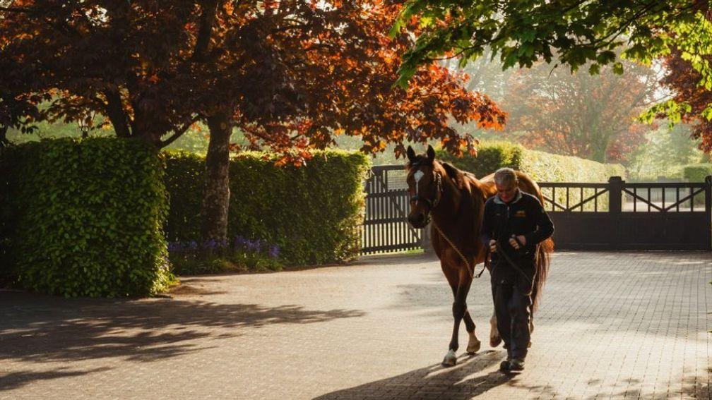 Gleneagles: gets the nod to be leading first-season sire in 2019