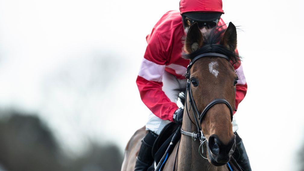Laurina: could make a surprise return at the Punchestown festival