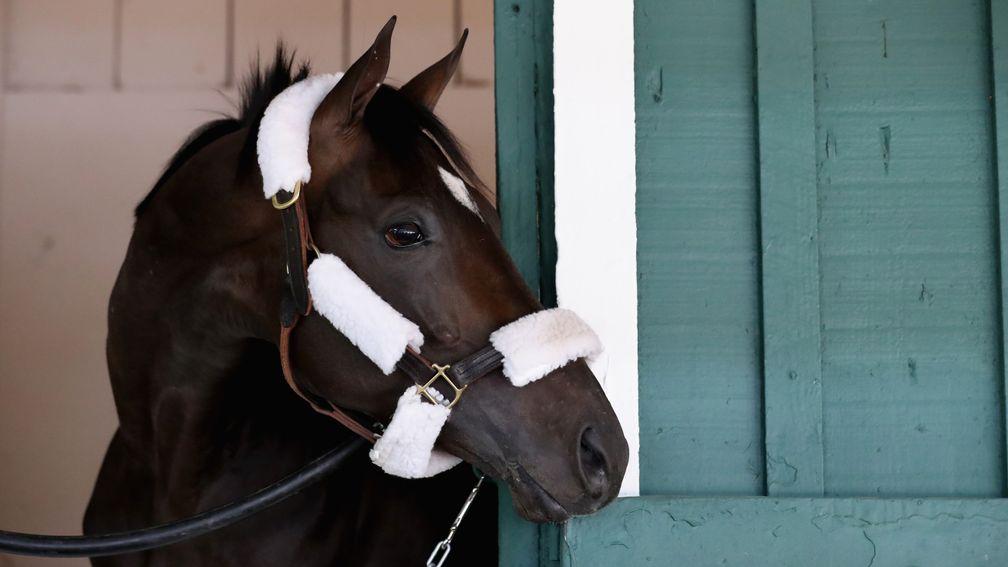 Always Dreaming: his $350,000 yearling price-tag attests to his good looks