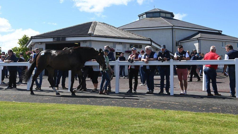 Inspections in the sunshine at Tattersalls Ireland