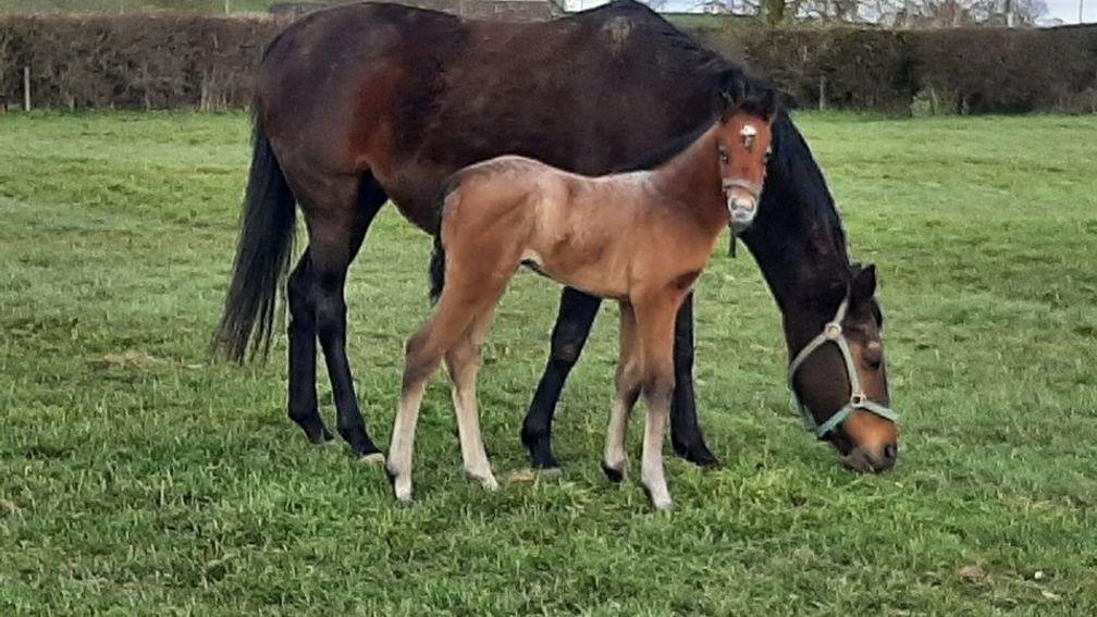 Eskdale Thoroughbred's Logician filly out of Batoutaghell 