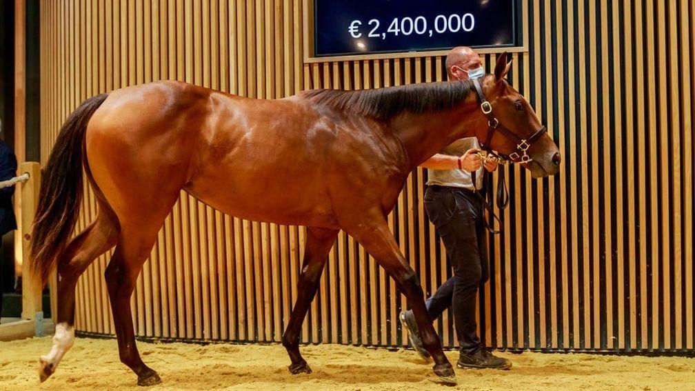 Top lot: the €2.4 million Dubawi filly who topped the Arqana August Sale when bought by Charlie Gordon-Watson