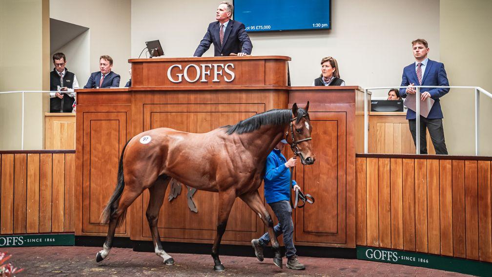The sales-topping Tasleet colt in the ring