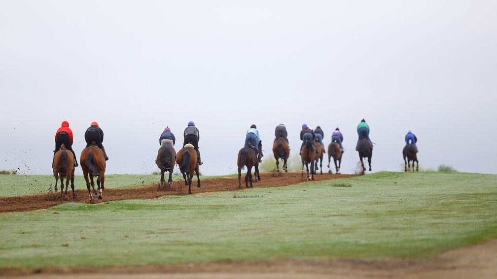Irish racing: a decision is expected on the resumption of racing on Friday