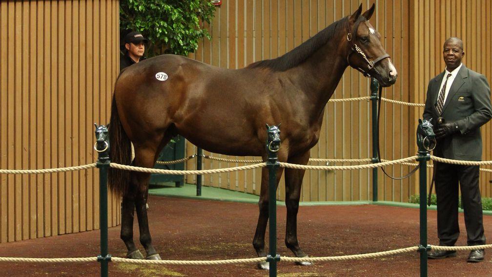 At $1.1 million, this colt sold to MV Magnier was the top Scat Daddy of the week