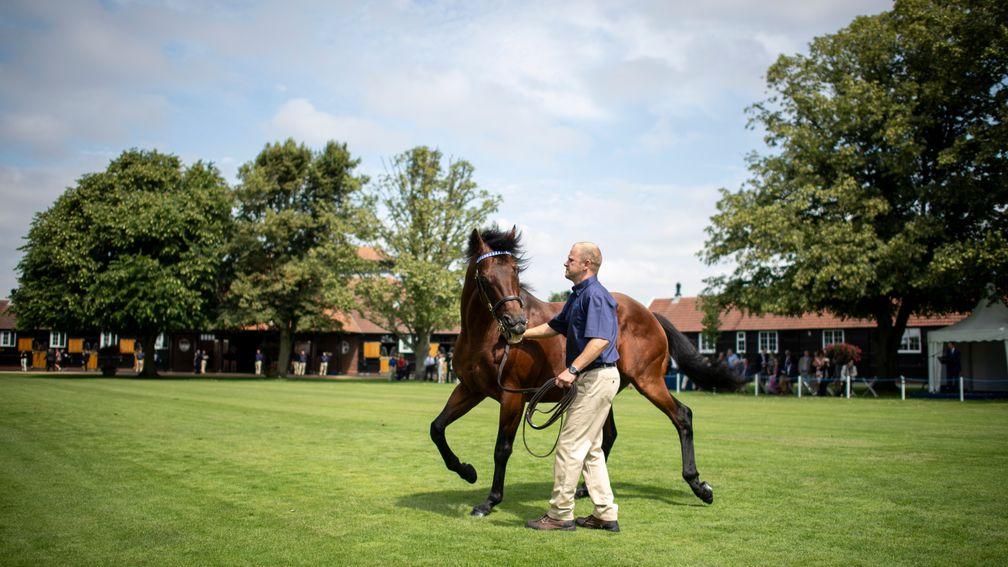 Dubawi is shown off to guests at the Darley Stallion Parade this week