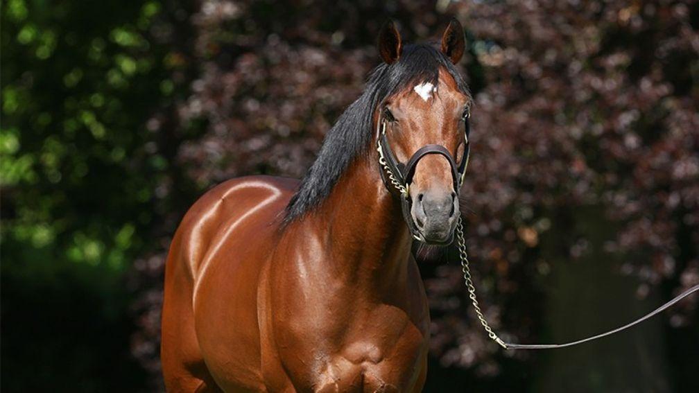 Anodin: sire of Tuesday's €115,000 top lot