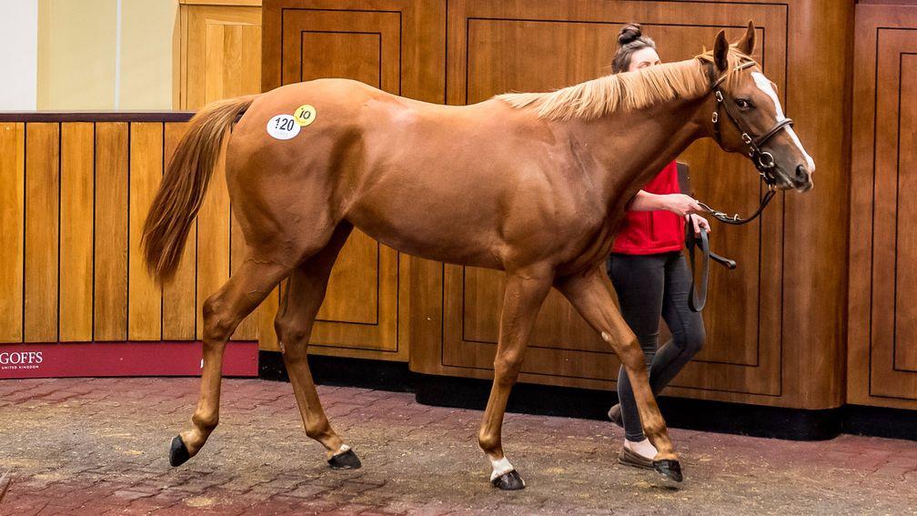 Frankel filly out of Ladies Are Forever was originally led out unsold at £160,000