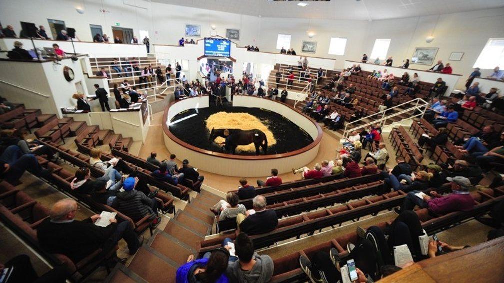 Tattersalls Ireland: 837 lots catalogued to go through the Fairyhouse ring during the August National Hunt Sale