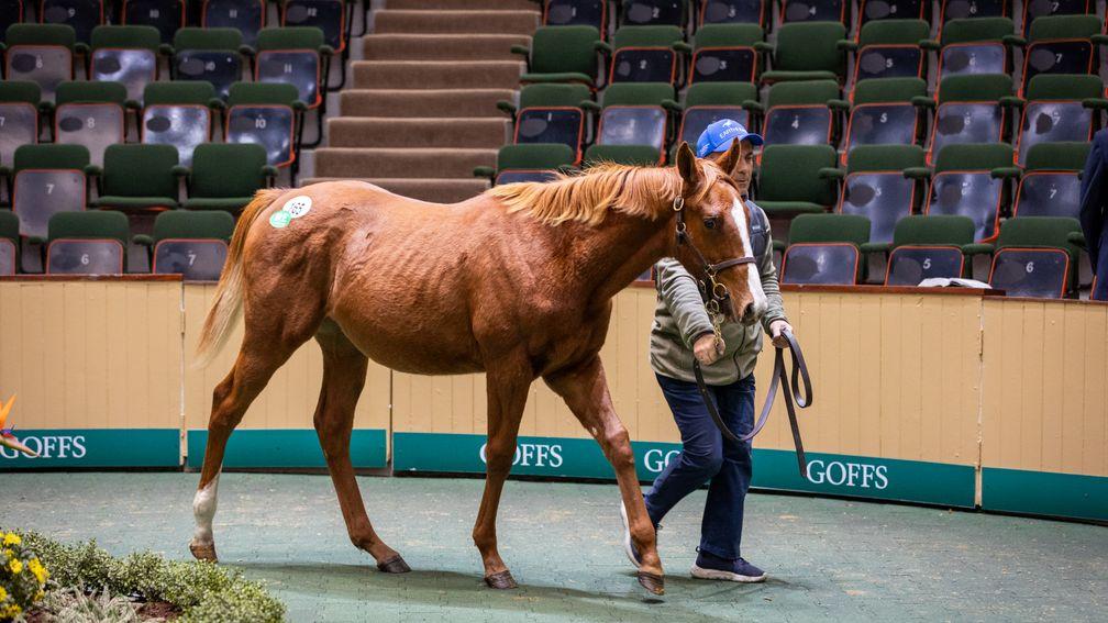 Ridge Manor Stud's second-crop son of Earthlight was the most expensive colt at Goffs on Monday