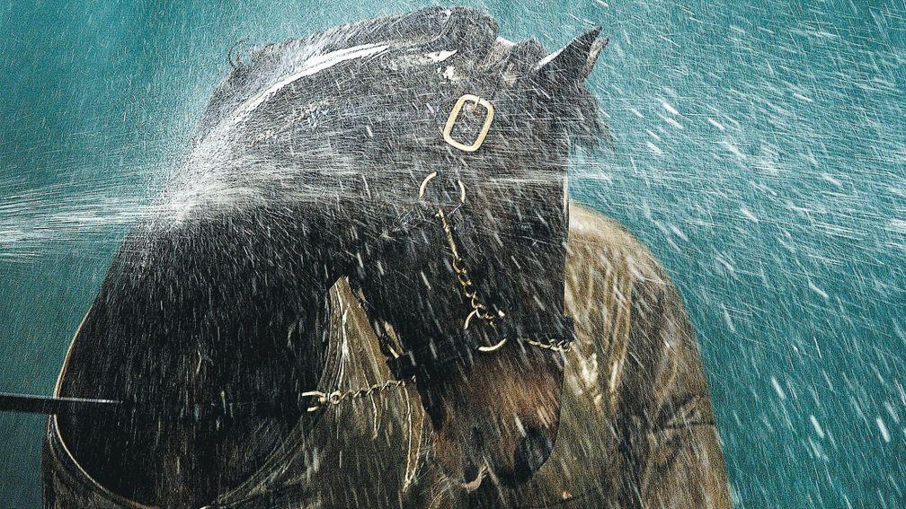 Danehill takes a shower at Coolmore in 2003