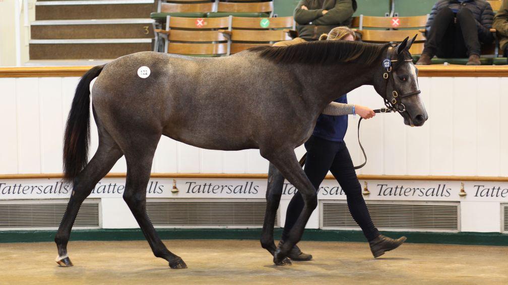 Camas Park Stud's Galileo filly, a sister to Classic winner Capri, sells for 850,000gns to McCalmont Bloodstock