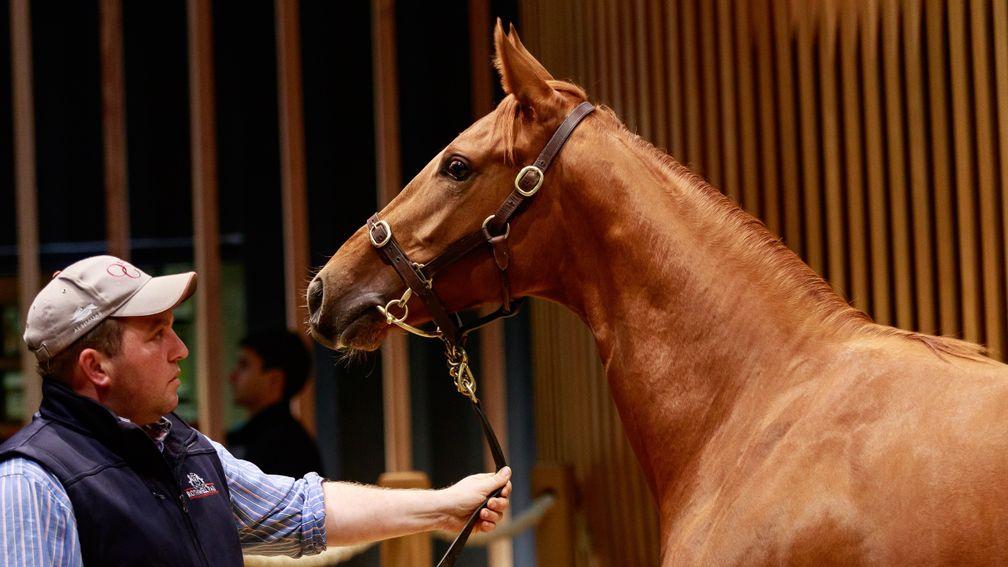 A filly yearling by Territories was sold by JK Thoroughbreds for €260,000 at Arqana on Wednesday