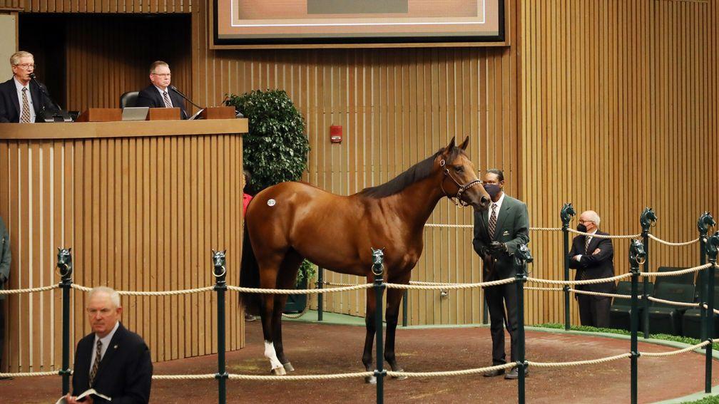 Rosilyn Polan's City Of Light colt tops Book 2 of the Keeneland September Yearling Sale at $1.7 million