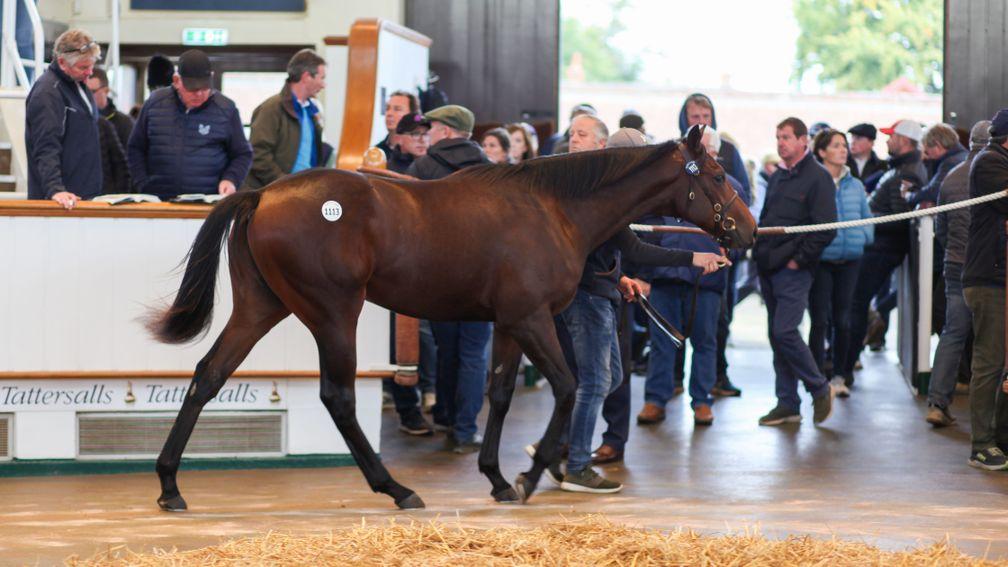 Lot 1,113: No Nay Never colt out of Bright Sapphire sells for 360,000gns
