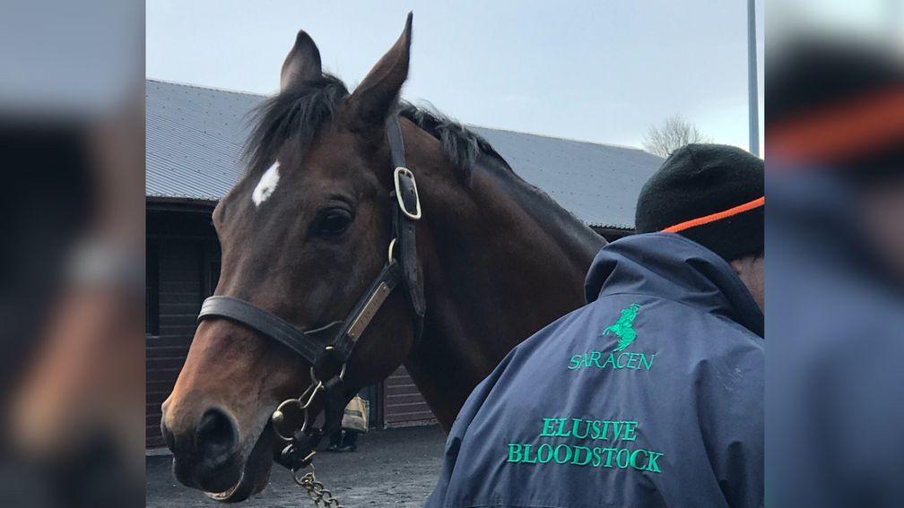 Falco - the sire of Triumph Hurdle hero Peace And Co - was on show at Goffs UK on Tuesday