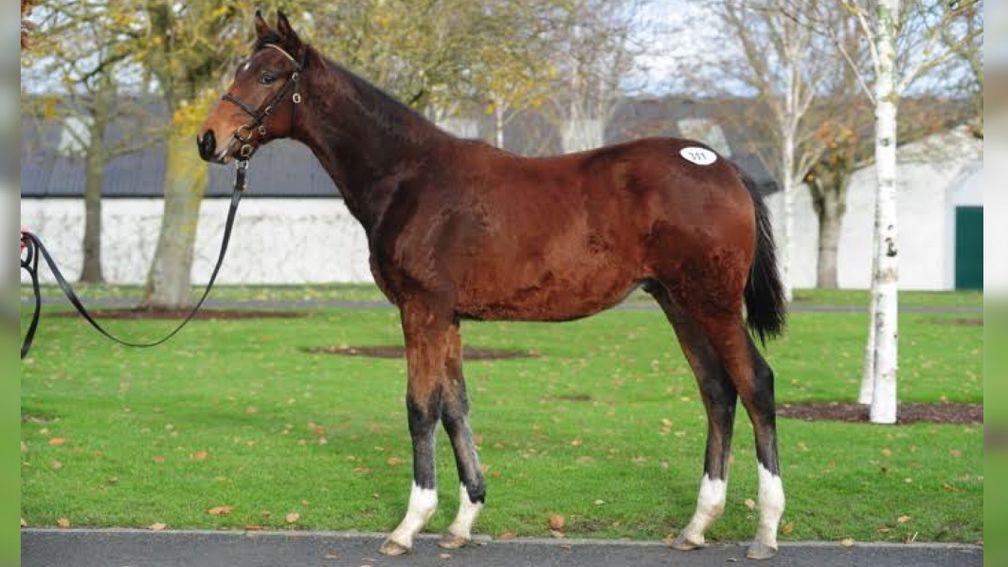 The Mount Nelson colt with four white socks, just like the sire's Stayers Hurdle winner Penhill
